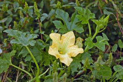 Squash Flower #2
