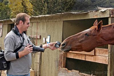 Will a horse eat a camera?