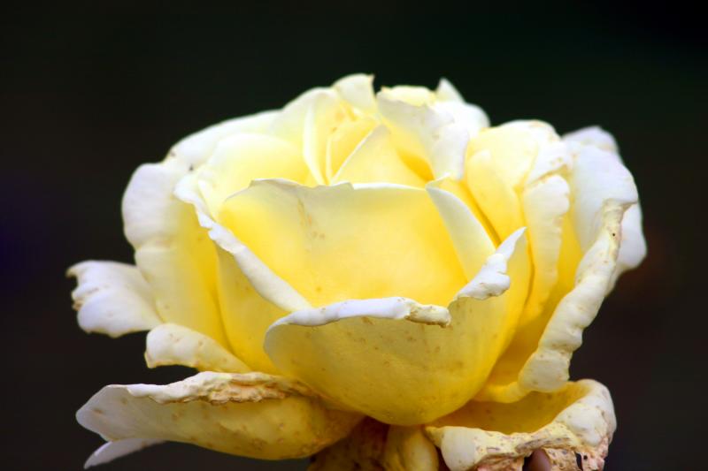 Yellow and White Flower