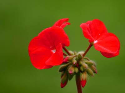 Two Red Flowers