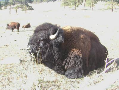 bison.jpg