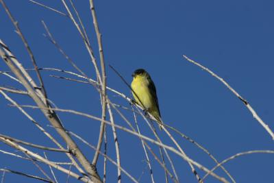  Lesser Goldfinch-Garden Canyon,  AZ