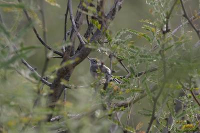 Black-headed Gnatcatcher-Patagonia L ake,  AZ. We heard and finally found this bird in the Mesquite.