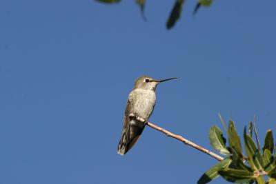 Annas Hummingbird-Ash Canyon B&B,  AZ