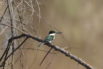 Green Kingfisher-San Pedro House,  AZ--Found at Kingfisher Pond near the San Pedro river.