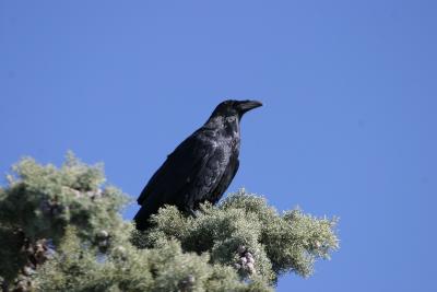 Chihuahuan Raven-Sierra Vista , AZ