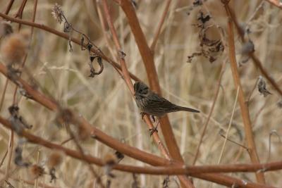 Lincolns Sparrow-Kino Springs, AZ