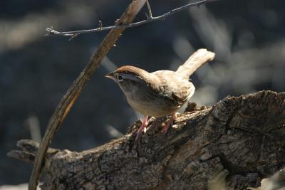 Rufous-crowned Sparrow-Box Canyon,  AZ-Photo taken on 2003 visit.