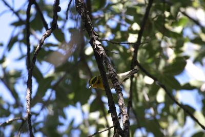 Townsends Warbler-Madera Canyon,  AZ