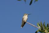Annas Hummingbird-Ash Canyon B&B,  AZ
