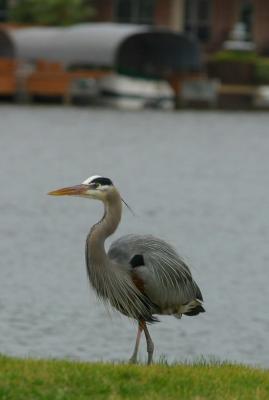 GREAT BLUE HERON