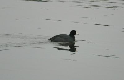 American Coot Reflection