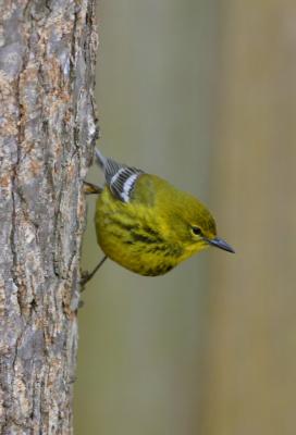 PINE WARBLER ON TREE