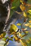 Pine Warbler-1