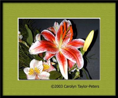The lilies keep blooming ....