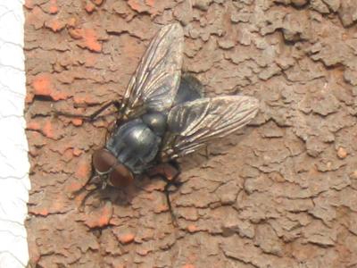 The common House Fly