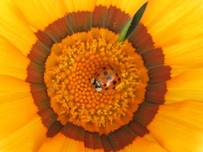 Ladybug & Flower