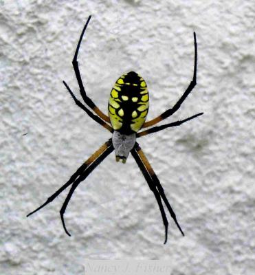 Argiope 1.jpg