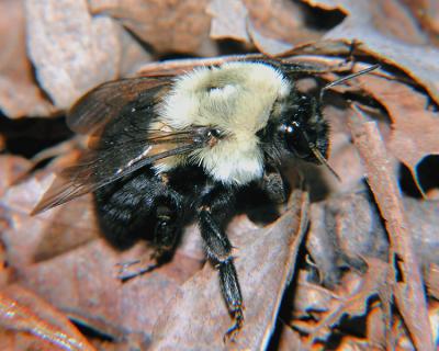wBumble Bee on Leaves.jpg