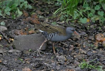 u21/bmcgeough/medium/36839845.englishbirdsPCIMG_3004.jpg