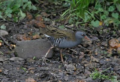 water rail