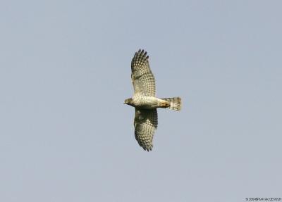 sparrow hawk