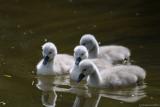 baby swans