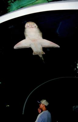 u21/bmcmorrow/medium/35153201.sydaquarium0006.jpg