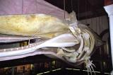 Sperm whale, Bishop Museum