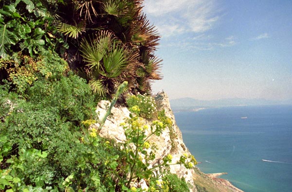 Vegetation on the side of the Rock of Gibraltar