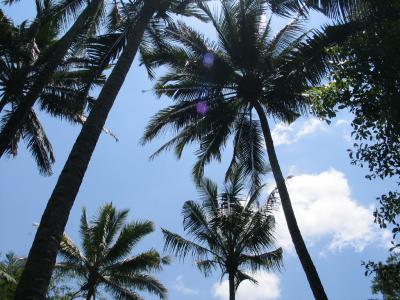 swaying coconut trees,