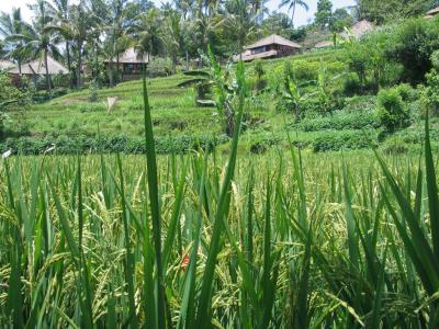 verdant rice paddies,