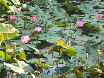 Lots of lotus ponds around.