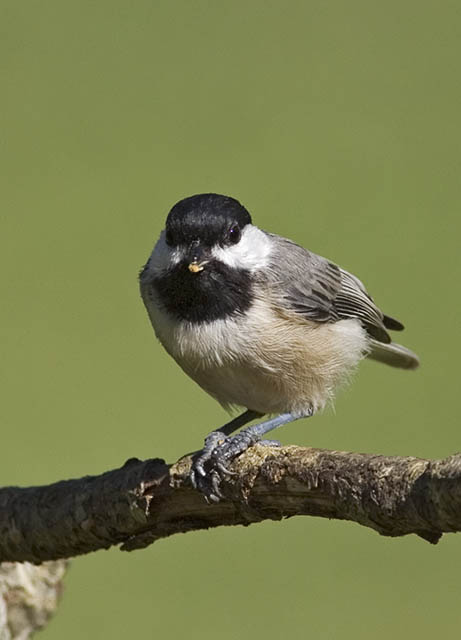 Chickadee 1.jpg