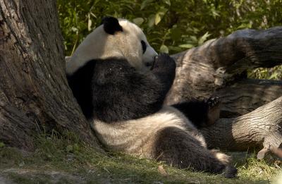 Panda - Washington Zoo