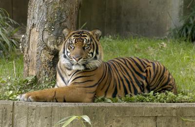 Tiger - Washington Zoo