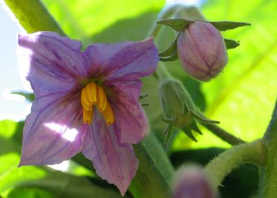 Eggplant Flower