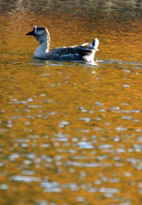 Goose on Golden Water.jpg