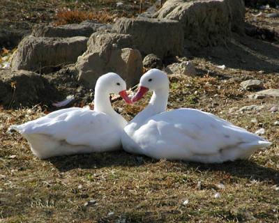 Ducks In Love