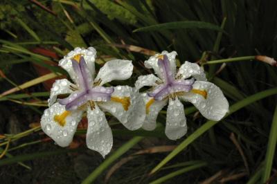 African Iris in the first rains of the season