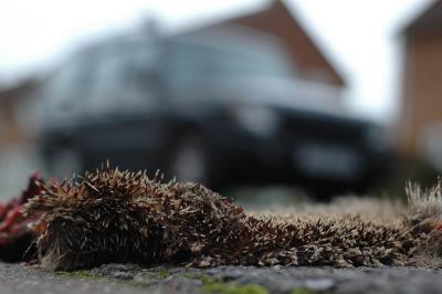 DSC_7811_web.JPG