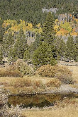 Carson 109carson river and bright tree.jpg