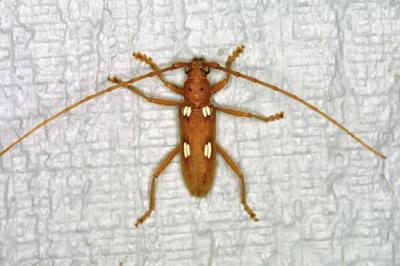 02923 Ivory Marked Beetle(Longhorned Beetle)