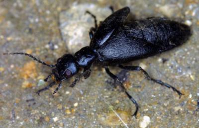 09233 Blister Beetle