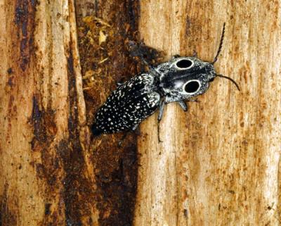 12654 Eastern Eyed Click Beetle--laying eggs