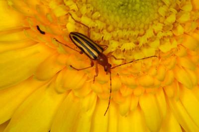 13529  Longhorn Beetle