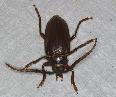 14106 Male longhorn beetle