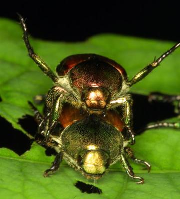 14586 Japanese Beetles, mating