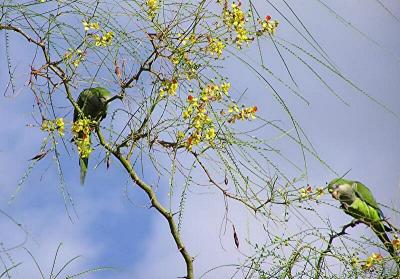 Two parrots in Our Jerusalem Thorn.jpg