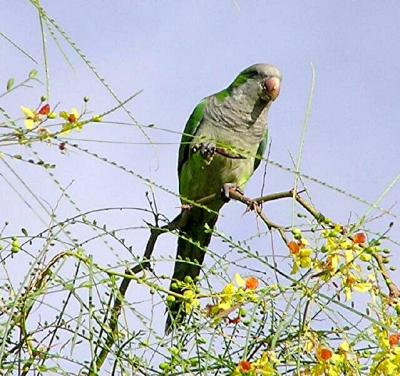 Single Parrot in Jerusalem Thorn.jpg